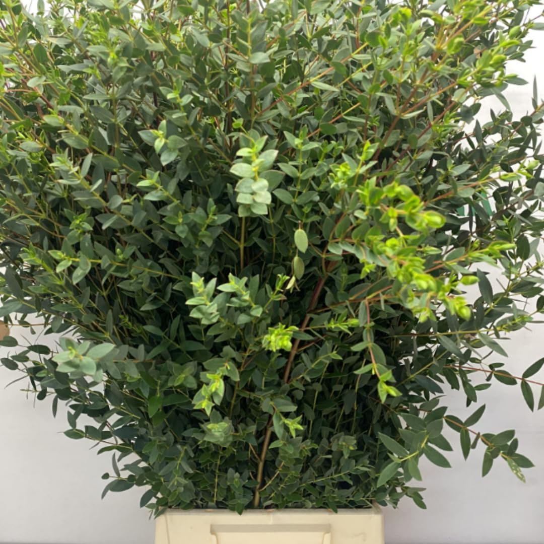Eucalyptus Plant Live Tree in 2.5" Pot, Cold Hardy, Very Fragrant Foliage, Colorful, Ready to Grow Outdoor (Parvifolia)