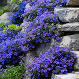 Pack of 25000 Dwarf Creeping Thyme Seeds, Ground Cover for Planting, Thyme Seeds for Garden Borders and Rock Gardens