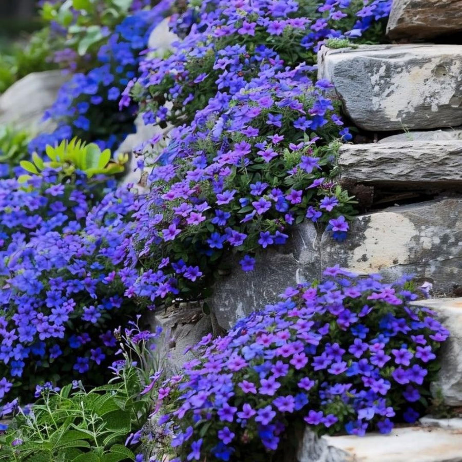 Pack of 25000 Dwarf Creeping Thyme Seeds, Ground Cover for Planting, Thyme Seeds for Garden Borders and Rock Gardens