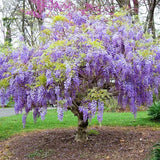 3 Purple Wisteria Trees Live Plants, Purple Wisteria Plant Live 6-12 Inch Tall, Wisteria Vine Live Plant, Wisteria Live Plant, Fragrant Wisteria Flowers, in Pots