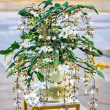 2 Clerodendrum Vine Plants Live Well Rooted, Chain of Glory Light Bulbs Ornamental Flowers, 5 to 9 Inch Tall (Clerodendrum Wallichii Smithianum)