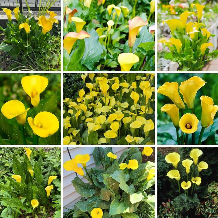 3 Yellow Calla Lily Bulbs for Outdoor Planting, Calla Lily Bulbs for Planting, Ornamental Flower Bulbs for Growing