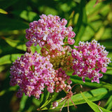 2 Pink Butterfly Milkweed Plants Live, Live Milkweed Plants, Asclepias Tuberosa Plant for Gardening, 5 to 7 Inc Tall