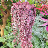 Variegated String of Hearts Live Plant in 4" Pot, Easy Indoor Hanging Succulent, Trailing Houseplant Indoor Outdoor, Easy to Root