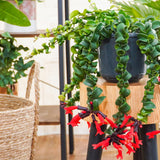Live Curly Lipstick Plant, Twisting Leaf Houseplant in 3 Inch Pot, Aeschynanthus Indoor Hanging Plant