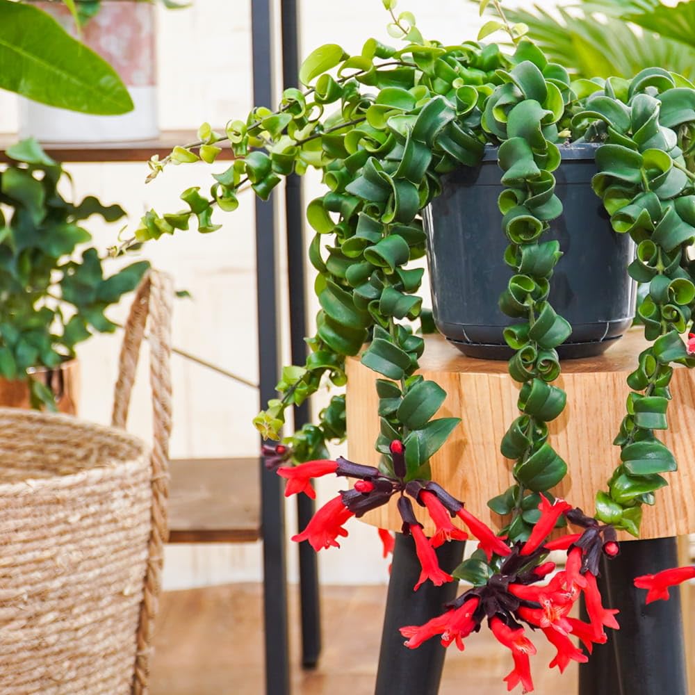 Live Curly Lipstick Plant, Twisting Leaf Houseplant in 3 Inch Pot, Aeschynanthus Indoor Hanging Plant