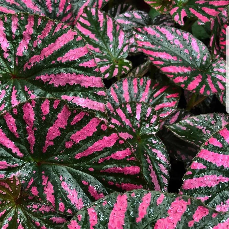 Set 3 Begonias Live Plants, Red Begonia, No Pot, Starter 4 to 8 Inc Tall, Indoor Outdoor Houseplant