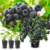 2 Black Huckleberry Trees Live Plants, Starter 4-6 Inc Tall in 4 Inc Pot, Well Rooted, Dormant, Huckleberries Blueberry Like, Sweet
