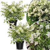 2 White Variegated Bougainvillea Plants Live, Perennial Bougainvillea Flowers Vine, Outdoor Garden Planting 5-9 Inches