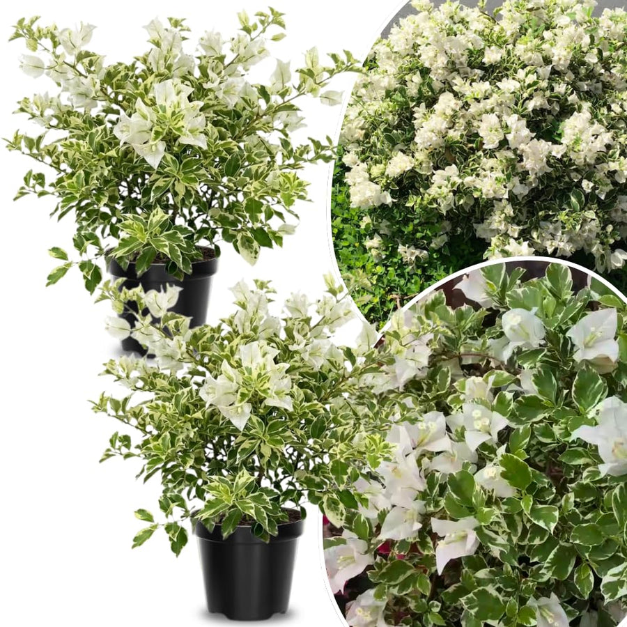 2 White Variegated Bougainvillea Plants Live, Perennial Bougainvillea Flowers Vine, Outdoor Garden Planting 5-9 Inches