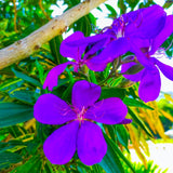 2 Purple Tibouchina Plants Live, 5-9" Tall, Ornamental Tibouchina Glory Shrub for Planting Indoor Outdoor, Princess Flower