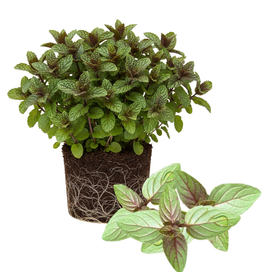 Fresh Chocolate Mint Live Plant in 3.5 Inch Pot, Mint Herb Live Plant for Indoor Outdoor Growing, Spring Planting