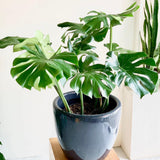 2 Monstera Deliciosa Philodendron Live Plant 5-9" Tall, Rare Tropical Indoor Houseplant Home Garden