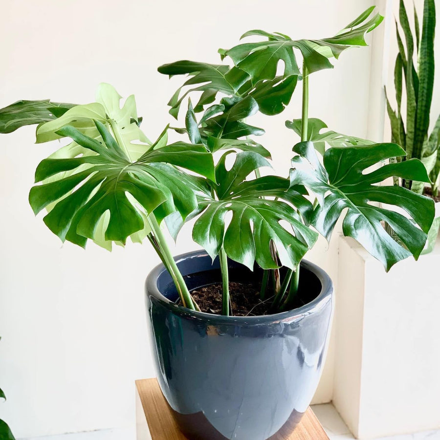 2 Monstera Deliciosa Philodendron Live Plant 5-9" Tall, Rare Tropical Indoor Houseplant Home Garden