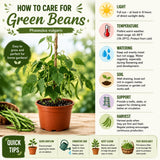 Live Green Beans Plant for Planting, 4 to 6 Inches Tall, Green Bean Vegetable Plant, Ready to Grow Vegetable Plant for Raised Beds and Containers