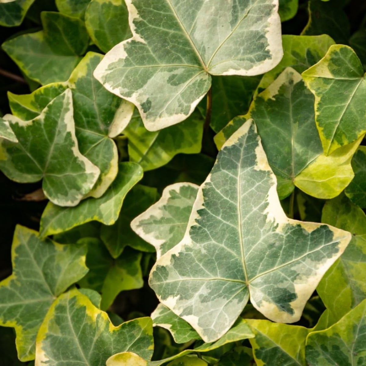 Variegated Ivy Plant, 4 Inch Pot, Hardy English Ivy Groundcover Houseplant