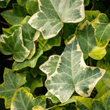 Variegated Ivy Plant, 4 Inch Pot, Hardy English Ivy Groundcover Houseplant