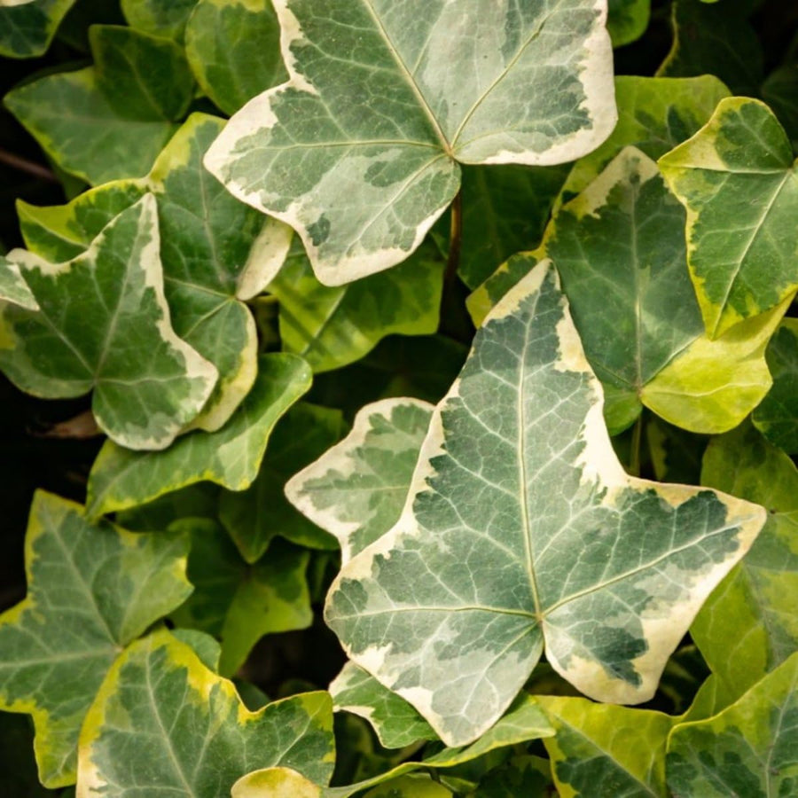 Variegated Ivy Plant, 4 Inch Pot, Hardy English Ivy Groundcover Houseplant