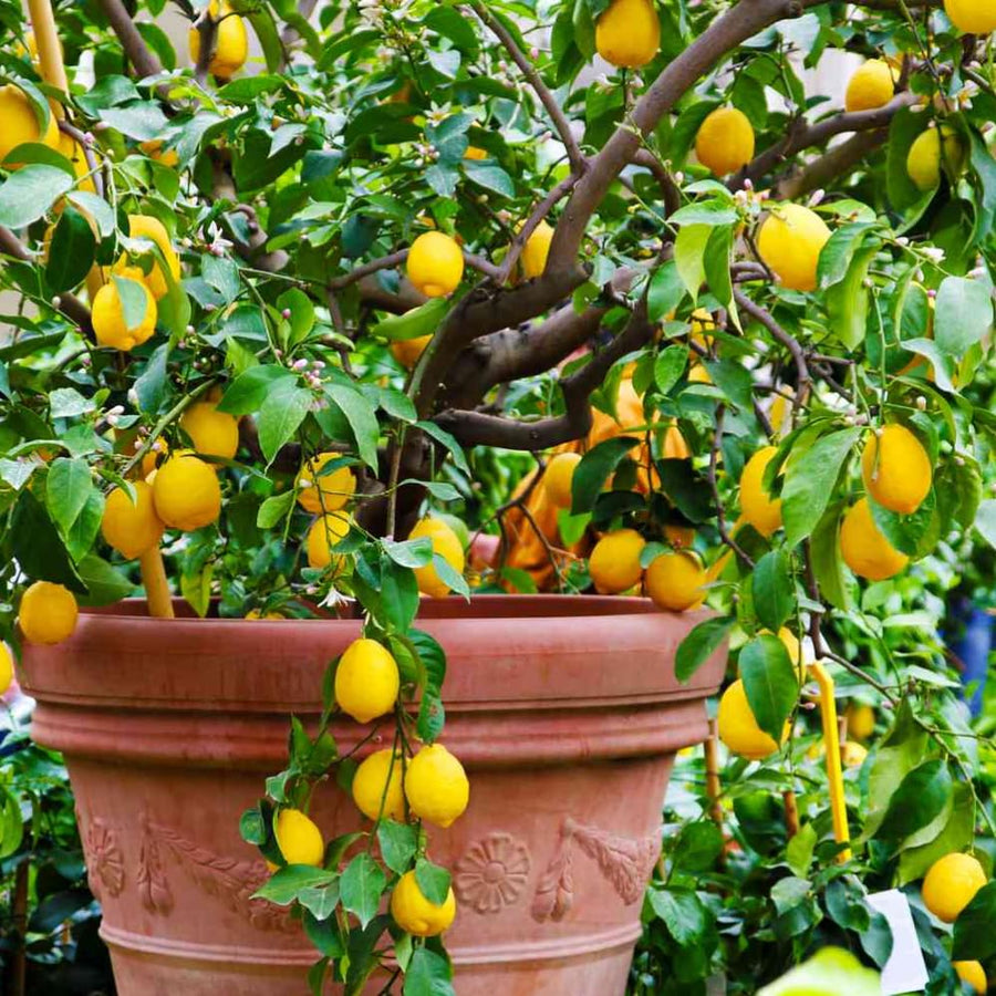 Lemon Plant Live, 2-4 Inches Tall, Dwarf Citrus Tree Starter for Indoor or Outdoor Growing, in 4" Pot