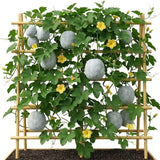 Round Ash Gourd Plant, Winter Melon Vine Live in 4 Inc Pot, Live Melon Plants 4-5 Inch Tall, Well-Rooted