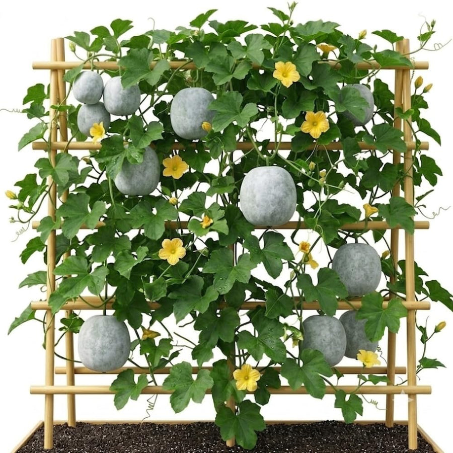 Round Ash Gourd Plant, Winter Melon Vine Live in 4 Inc Pot, Live Melon Plants 4-5 Inch Tall, Well-Rooted
