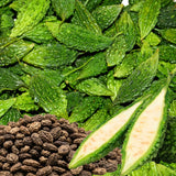 25 Short Bitter Melon Seeds for Planting, Green Bitter Gourd Vegetable Seeds for Home Garden, Vegetable Vine Plants Seed