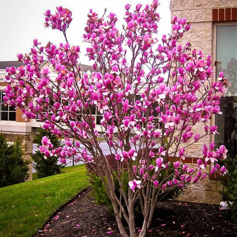 2 Magnolia Trees Live Plant, Fragrant Magnolia Plant Live for Planting Outdoor 6 to 12 Inc Height, Beautiful Magnolia Flowers Tree, Magnolia Flowers, in Pots (Ann Magnolia)