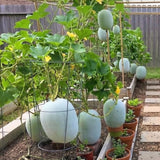 Round Ash Gourd Plant, Winter Melon Plants for Planting, 4 Inc Pot, 4-5 Inches Tall, Vegetable Plant Live for Home Garden, Ready to Grow
