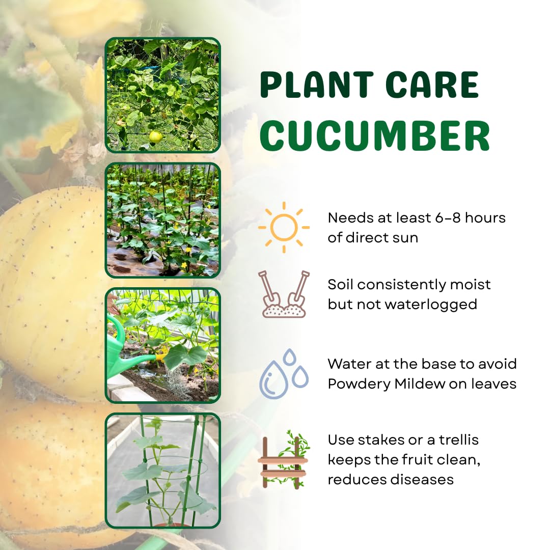 Lemon Cucumber Plants Live, 2 Plants Per Pots, Vegetable Plants, Cucumber Live Plants for Outdoor Planting, Live Cucumbers Plants