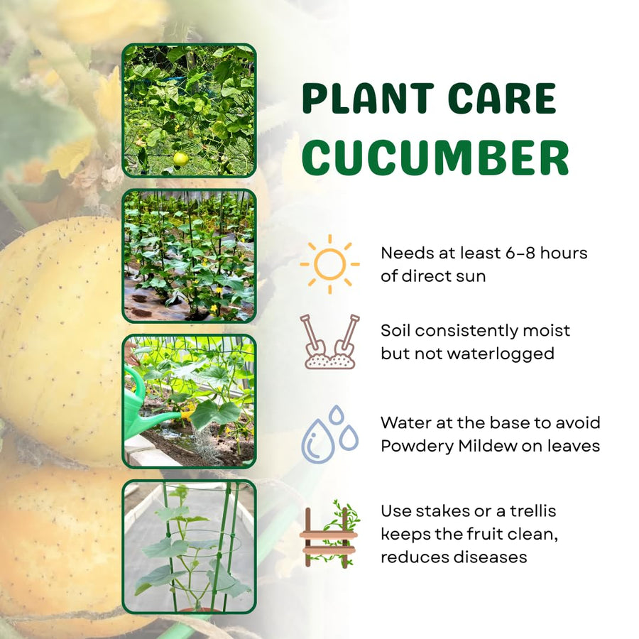 Lemon Cucumber Plants Live, 2 Plants Per Pots, Vegetable Plants, Cucumber Live Plants for Outdoor Planting, Live Cucumbers Plants