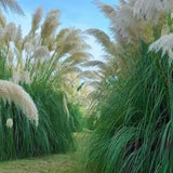 2 White Pampas Grass Plants Live from 4 Inches Long, Live Pampas Grass Ornamental Grass Live Plant Gardening, White Grass Tree Live Plant