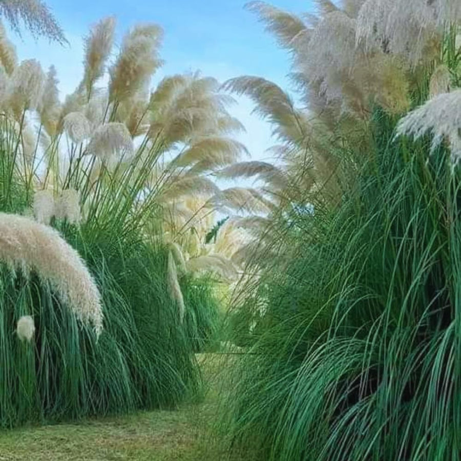 2 White Pampas Grass Plants Live from 4 Inches Long, Live Pampas Grass Ornamental Grass Live Plant Gardening, White Grass Tree Live Plant