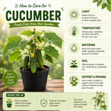 Live Cucumber Vegetable Plant, Green Cucumber Plant Live, 6-8 Inches Tall in 4 Inch Pot, Well-Rooted Vegetable Starter for Outdoor Growing