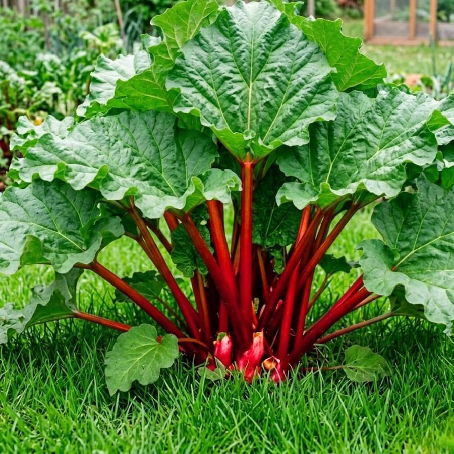 Combo 100 Red Rhubarb Seeds for Planting, Rhubarb Vegetable Seeds for Outdoor Garden Growing