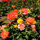 Rose Bush Live Plant - Rose Plant Live Shrub - Bareroot with Soil 5-10 Inch Tall - Fragrant Rose Flowers Heirloom Rose Shrub - No Pot (Rare Rose)