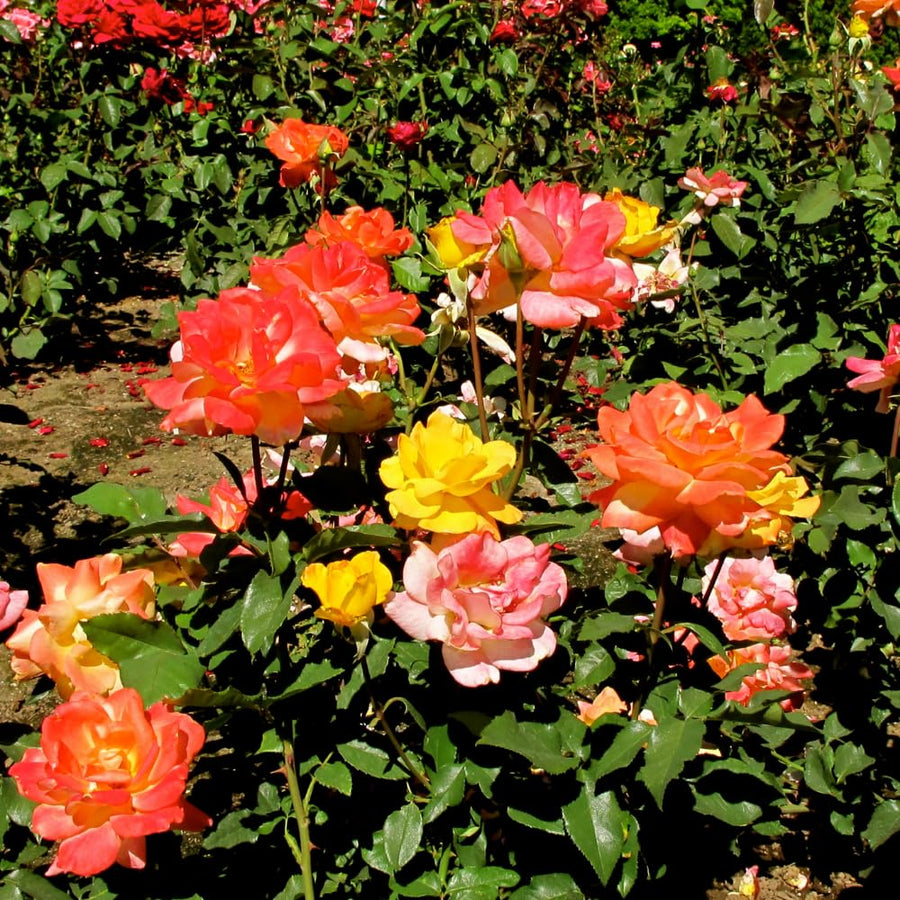 Rose Bush Live Plant - Rose Plant Live Shrub - Bareroot with Soil 5-10 Inch Tall - Fragrant Rose Flowers Heirloom Rose Shrub - No Pot (Rare Rose)
