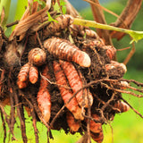 2 Ginger Plants Live for Planting, Tropical Flowering Plant for Garden or Patio, Hardy Ginger Plant No Pot, 5-9" Height (Curcuma Turmeric Ginger Plant)