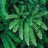 10 Maidenhair Fern Rhizomes, Hardy Perennial Fern Plants for Garden, Fast-Growing Ferns Starter Roots