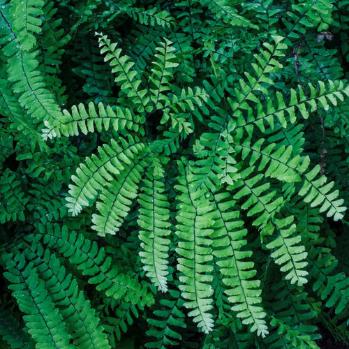 10 Maidenhair Fern Rhizomes, Hardy Perennial Fern Plants for Garden, Fast-Growing Ferns Starter Roots