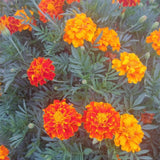 Set 3 Dwarf Marigold Live Plant, Mixed Color Marigold 4-6 Inch Tall for Outdoor Spaces and Container Gardens