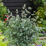 Fragrant Starter Eucalyptus Tree Plant Live, 5-8 Inches Tall, Dormant, Fragrant Leaf for Home Decor, Ready for Transplant (Baby Blue)