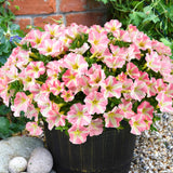2 Petunia Live Plants, Princess Hearts Petunia Flowers, Live Petunias Plants Outdoor Indoor, 5-9 Inch Tall