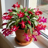 Red Easter Cactus Plant Live, Vibrant Blooming Cactus, 6'' Tall in 4 Inches Pot, Holiday Cactus, Flowering Succulent for Indoor Outdoor Planting