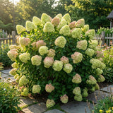 Light Lime to Pink Cream Hydrangea Plant Live Tree, Rare Color, 4" Pot, Perennial and Hardy Blooming Shrub for Garden Spring Planting