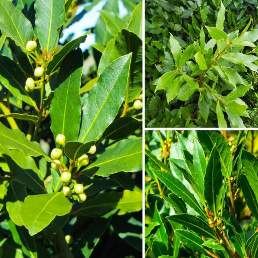 Sweet Bay Leaf Plant Live Tree, 8-11" in Tall, Well-Rooted, Bay Laurel Laurus Nobilis Plant for Outdoor Indoor Planting Herb