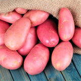 2 Pounds Red Potato Seed Potatoes Bulbs for Planting, Heirloom, High Yields Potato Seeds Live Tuber, Vegetable Plants Gardening