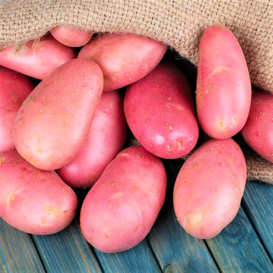 2 Pounds Red Potato Seed Potatoes Bulbs for Planting, Heirloom, High Yields Potato Seeds Live Tuber, Vegetable Plants Gardening