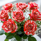 Red White Climbing Rose Live Plant, Fragrant Rose Bush Ready to Plants, Zone 5 to 9, Size 5 to 7 Inches and Bare Root