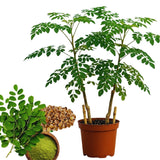 Set 2 Moringa Oleifera Drumstick Trees Live Plants, Moringa Trees Plants, 12 to 20 Inc Tall Long, Herb Gardening Outdoor