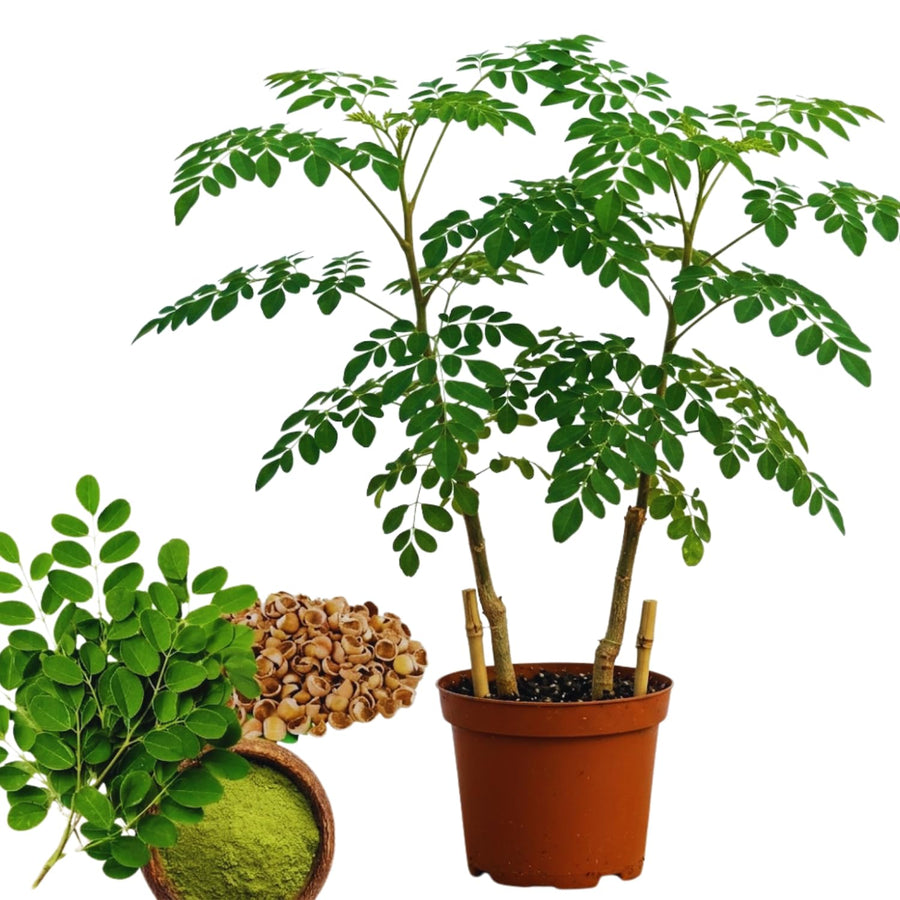 Set 2 Moringa Oleifera Drumstick Trees Live Plants, Moringa Trees Plants, 12 to 20 Inc Tall Long, Herb Gardening Outdoor